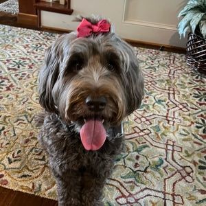 Meet your Posher, Starlet